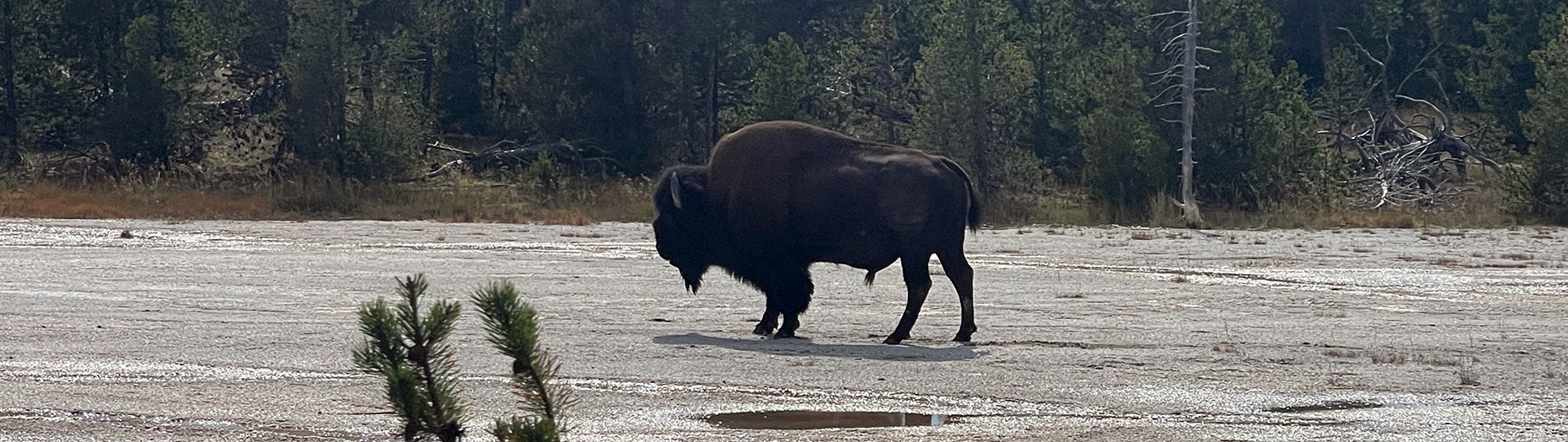 a bison or a buffalo?