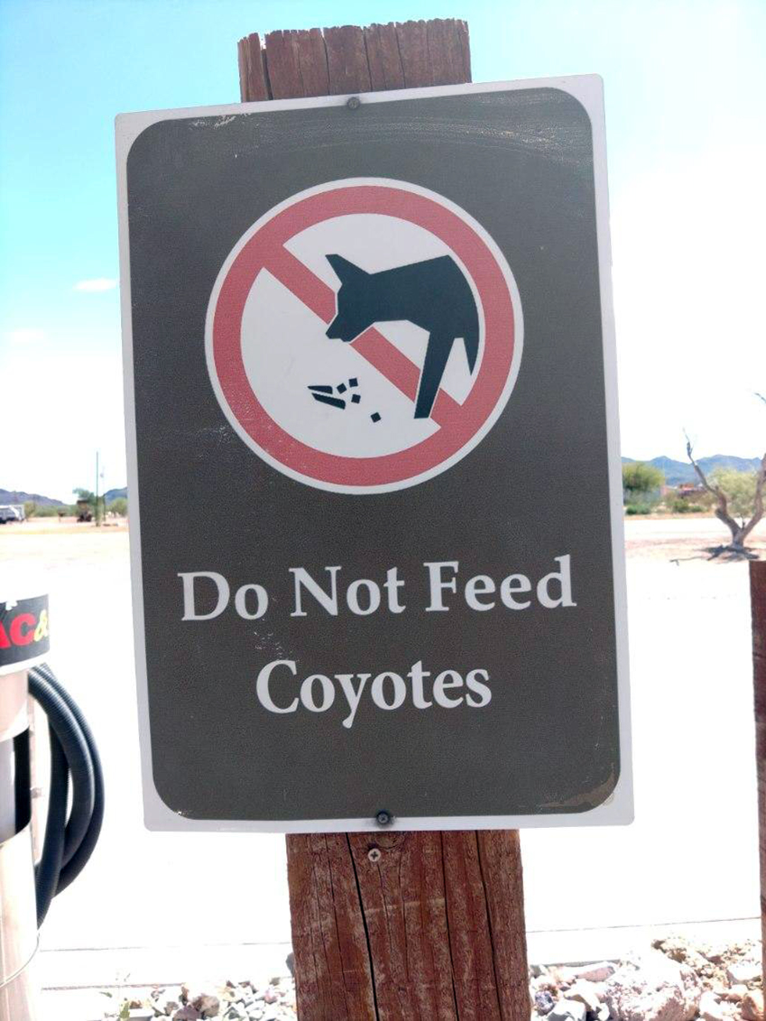Don't feed the Coyotes