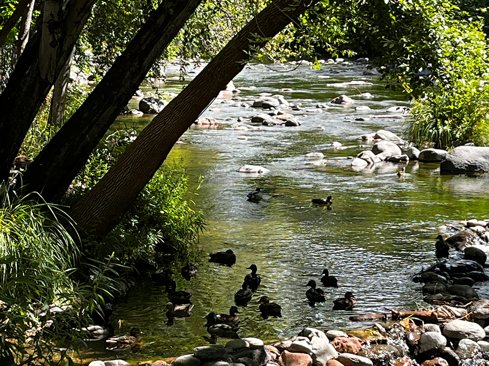 view of the ducks