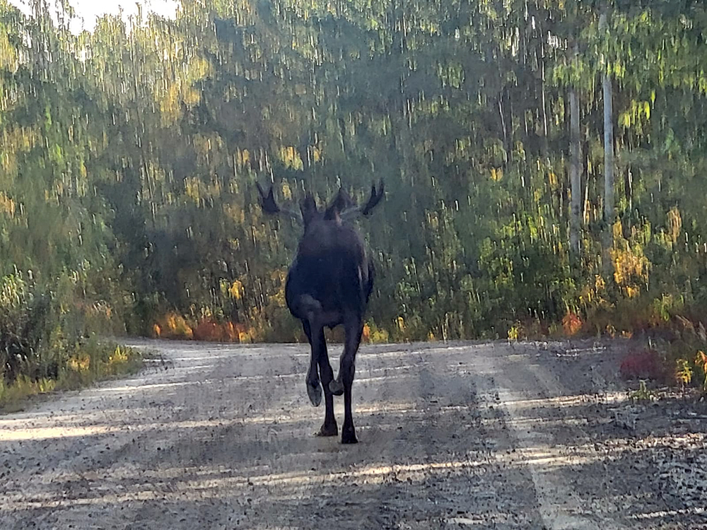 Moose's Ass
