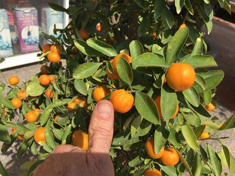 little oranges
