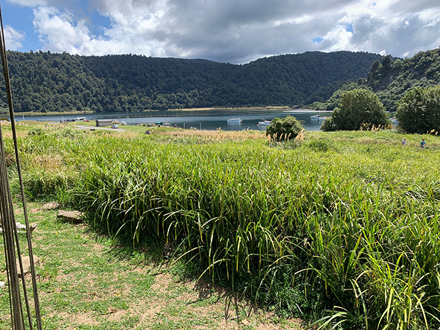 Fields of New Zealand